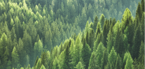 Lush green forest landscape with tall trees.
