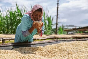 Woman drying coffee beans in the sun.