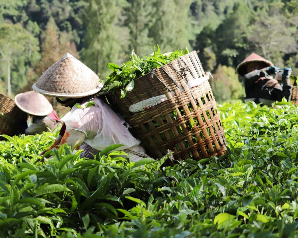 Farmers harvesting tea leaves in lush greenery.