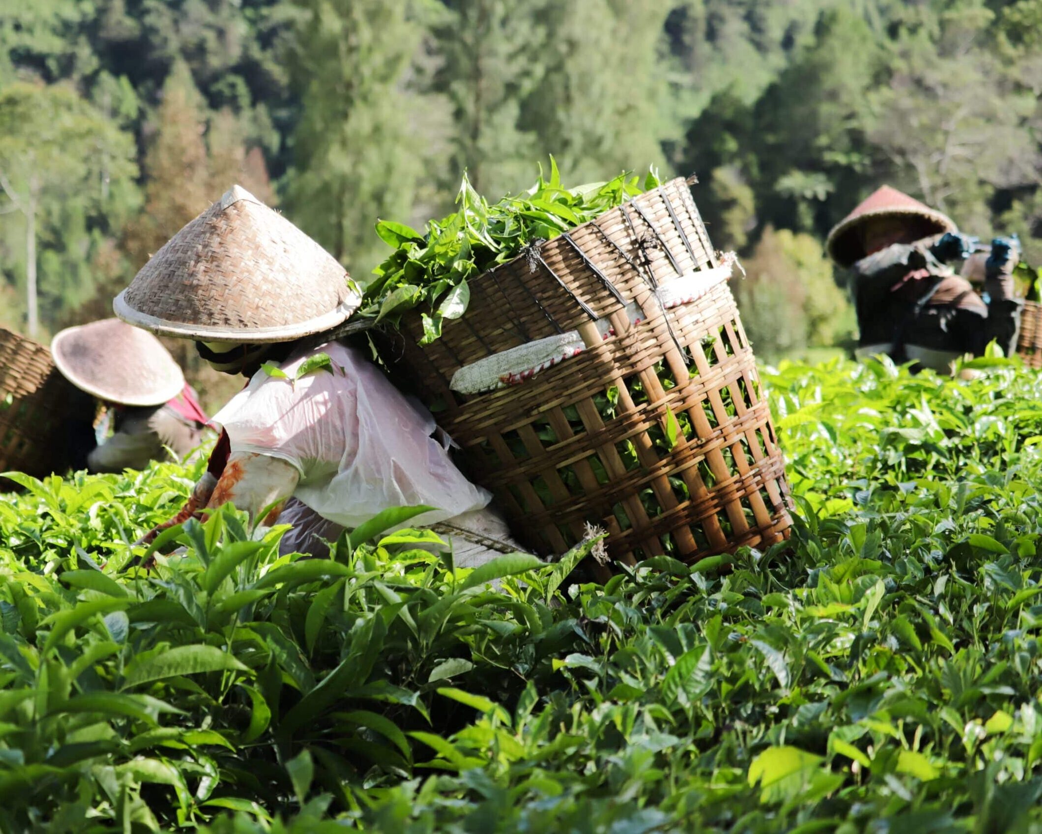 Farmers harvesting tea leaves in lush greenery.